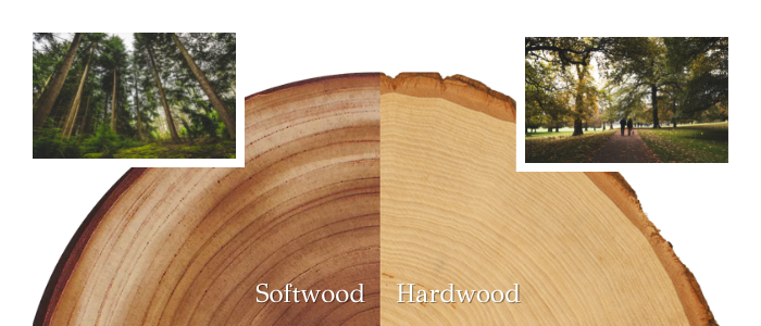 softwood compared to hardwood when seen through a section of the trunk